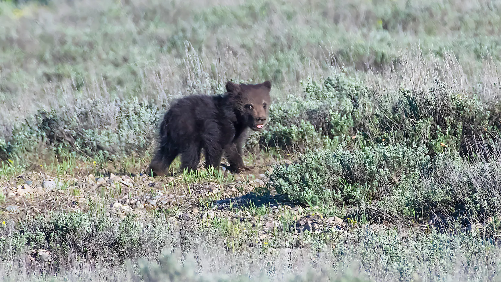 The grizzly bear: Surprisingly, the world's most flexible large
